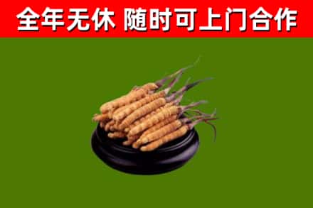 定襄回收散虫草