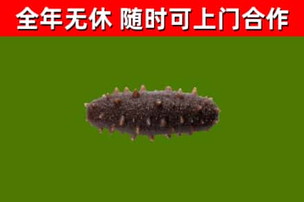 定襄回收海参干